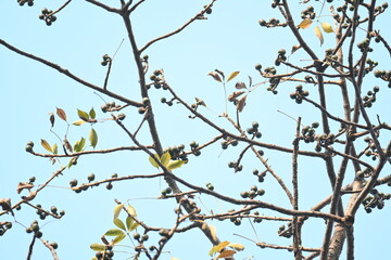Bombax ceiba flowers buds. Its common names cotton tree, Malabar silk cotton tree, red silk cotton, red cotton tree, silk cotton tree and kapok.