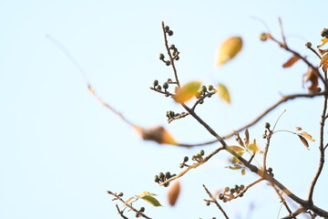 Bombax ceiba flowers buds. Its common names&nbsp;cotton tree, Malabar silk cotton tree, red silk cotton, red cotton tree,&nbsp;silk cotton tree and&nbsp;kapok.