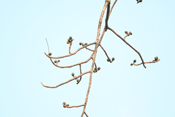 Bombax ceiba flowers buds. Its common names cotton tree, Malabar silk cotton tree, red silk...