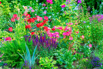 A fragment of a summer blooming garden, lush flowering of multi-colored decorative flowers.