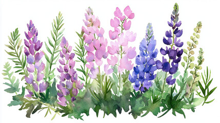 Watercolor botanical illustration of colorful lupine flowers various shades, surrounded by green foliage, creating serene