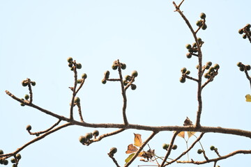 Bombax ceiba flowers buds. Its common names cotton tree, Malabar silk cotton tree, red silk cotton, red cotton tree, silk cotton tree and kapok.