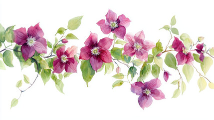 Watercolor botanical illustration of vibrant clematis flowers with lush green leaves, showcasing natural beauty and elegance