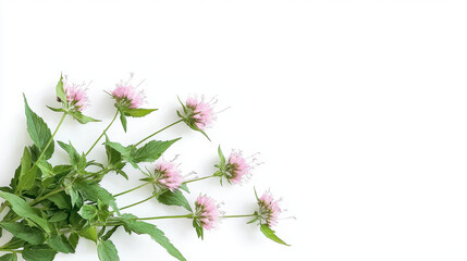 Watercolor botanical illustration of mint flowers with green leaves, showcasing delicate pink blooms and vibrant foliage