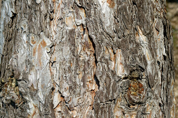 Detailed view of tree bark, showcasing natural textures and patterns