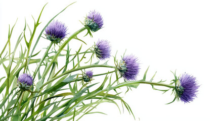 Watercolor botanical illustration of purple thistle flowers with green leaves, showcasing natural beauty and elegance