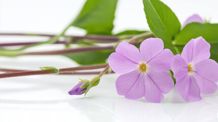 Delicate pink flowers with green leaves, showcasing natural beauty and elegance in serene setting