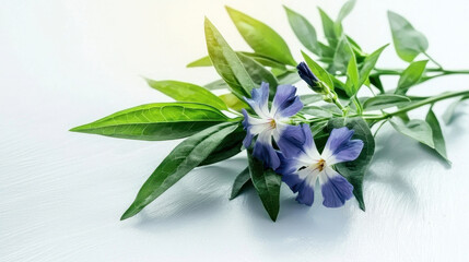 Beautiful watercolor botanical illustration featuring delicate purple flowers and lush green leaves, evoking sense