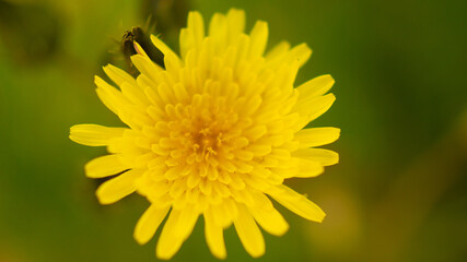 きいろたんぽぽ