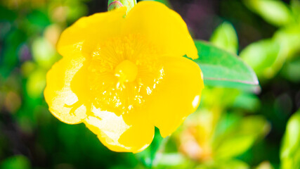 イエローチューリップ