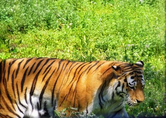 Tiger in the zoo. Wild animals in the zoo.