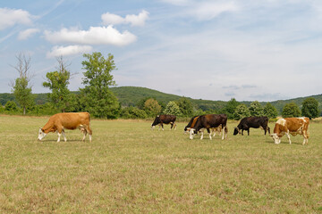 Cows graze in a grassy field under a beautiful blue sky on a summer day.