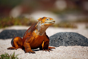 Galápagos Land Iguana (Conolophus subcristatus) on the Beach. North Seymour Island, Galapagos