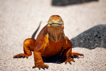 Close-up of a Galápagos Land Iguana (Conolophus subcristatus), Looking into the Camera. North...