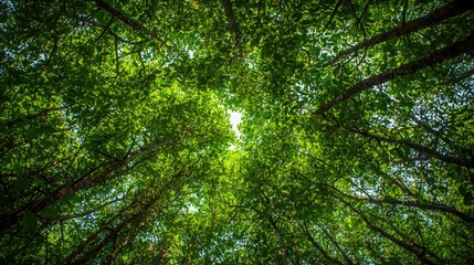 Naklejka premium Bottom-up view green mangrove forest canopy. Natural carbon sink fight climate change. Sustainability in carbon-neutral ecosystems.