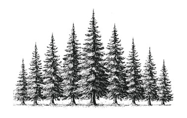 Symmetrical black and white pine forest sketch in vintage hand-drawn style.