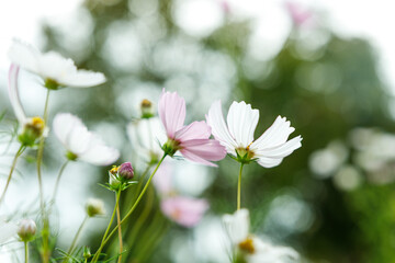 Soft Pink and White Cosmos Flowers Blooming in a Gentle Autumn Field

