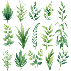 Fototapeta premium A beautiful collection of watercolor green leaves and branches. Botanical illustration set of diverse foliage isolated on a white background.