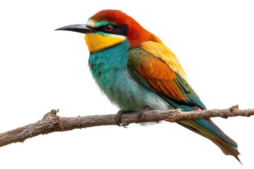 Obraz premium Colorful bee-eater bird perched on a branch in nature setting. Isolated on transparent background, png.