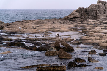 seagulls on the rocky beach