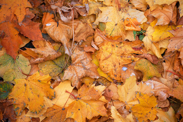 Vibrant yellow maple leaves blanket peaceful park ground, evoking classic autumn. Concept for October, September nature, or foliage cleaning concepts