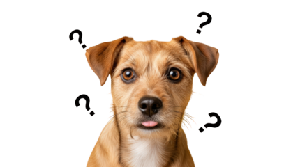 An image of confused dog with question marks.. The scene includes face, solution, curious, domestic, playful, white, adorable, thought, challenge,