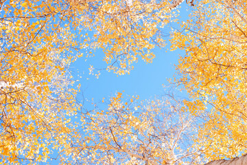 Selective Focus. Birch branches with bright yellow leaves against a sunny bright blue sky. Autumn background. Concept Autumn, September, back to school
