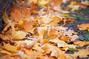 Vibrant yellow maple leaves blanket peaceful park ground, evoking classic autumn. Perfect for October, September nature, or foliage cleaning concepts