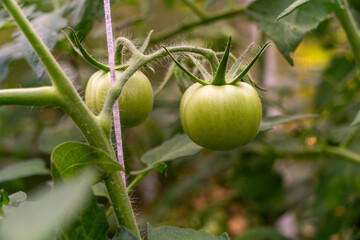 Green tomatoes growing on vine in a lush garden, surrounded by vibrant leaves, showcasing the natural beauty of fresh produce and the gardening process