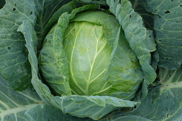 Close-up of white cabbage growing in the vegetable garden, top view. Agriculture and horticulture concept.