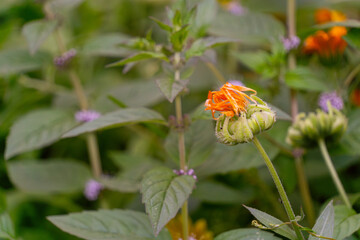Close-up of vibrant orange flower bud surrounded by lush green foliage and delicate purple blooms,...