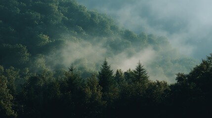 Naklejka premium Mist gently rises over a dense, lush green forest, creating a serene and mystical atmosphere in the early morning light.