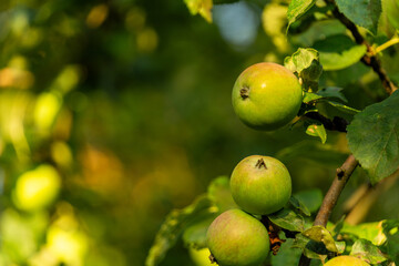 Fresh green apples hanging on a tree branch, surrounded by lush green leaves, illuminated by warm sunlight, showcasing the beauty of nature and the harvest season
