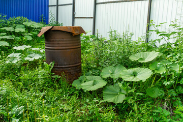 Rusty metal barrel surrounded by lush green foliage and large leaves, set against a backdrop of...