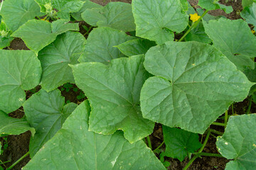 Green leaves of a sprawling plant, showcasing intricate textures and vibrant hues, create a lush...