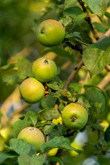 Green apples hanging on a branch surrounded by lush green leaves, showcasing the beauty of nature and the process of fruit growth in a vibrant outdoor setting