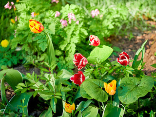 tulips close-up in a green flower bed on a beautiful sunny spring day. background for designers,...