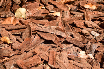 Close-up of pine bark mulch on the ground with sunlight. The rural scene. Nature concept. Eco background.