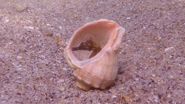 Sea horse fish sits inside big seashell on sandy seabed. Seahorse hide in empty shell of Veined rapa whelk (Rapana venosa) lying on sand of seafloor, to avoid predators.