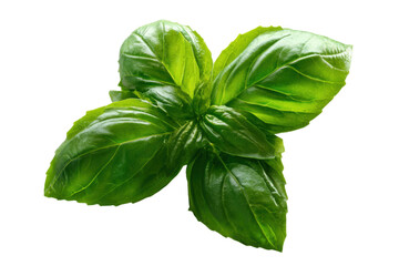 Obraz premium Harvesting fresh basil leaves in a home garden setting. Isolated on transparent background, png.