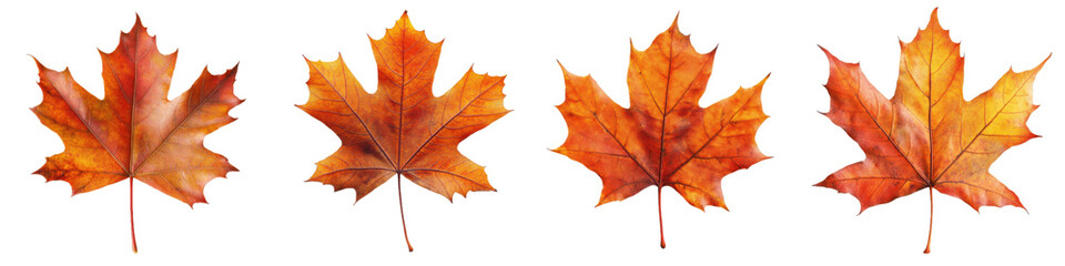 Fototapeta premium Autumnal Quartet of Maple Leaves: A captivating sequence showcases the vibrant and intricate beauty of maple leaves. Each leaf radiates the warm hues of autumn.