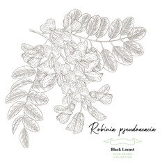 Robinia pseudoacacia flowers. Black locust tree. White acacia hand drawn. Vector illustration botanical.