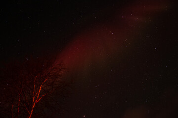 Aurora borealis (northern lights) above a tree on a clear winter night in Norway