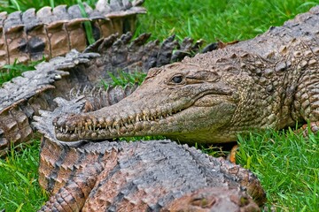 Saltwater and Freshwater Crocodiles. Powerful Apex Predators of Australia’s Daintree RainforesT , Cairns, Northern Territory