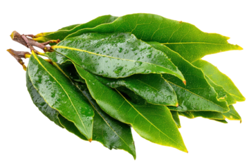 Harvesting bay leaves close-up of aromatic culinary flavors. Isolated on transparent background, png.