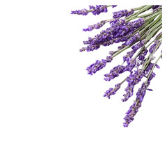 bunch of lavender