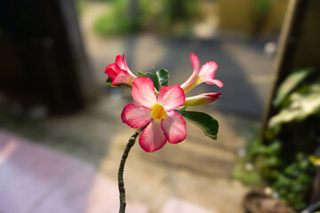 Close-up of a vibrant pink and yellow desert rose flower