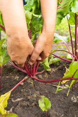 Women's hands picking beets from the garden. Growing organic vegetables, natural farming
