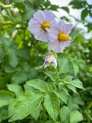 Potato Flowers