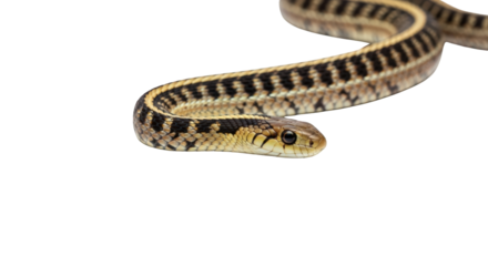 An image of striped garter snake on white.. The scene includes serpent, scales, macro, nature, garter snake, fauna, environment, herpetology,